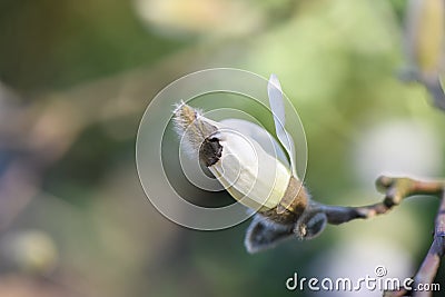 Star Magnolia stellata close-up of budding flower Stock Photo